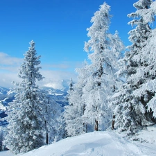 trees, Mountains, winter, viewes