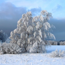 trees, snow, winter, viewes