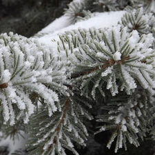 Twigs, snow, winter, spruce