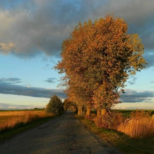 trees, autumn, withered, grass, viewes, Way