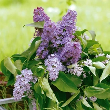 watering can, bouquet, without