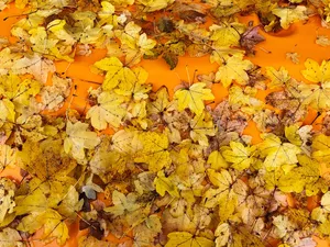 fallen, Leaf, maple, Yellow