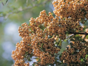 Fruits, twig, Bush, Yellow, Scarlet firethorn