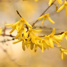forsythia, Flowers, Twigs, Yellow