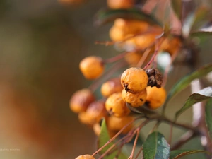 Fruits, Scarlet firethorn, Yellow