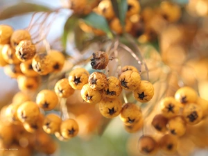 Fruits, Scarlet firethorn, Yellow