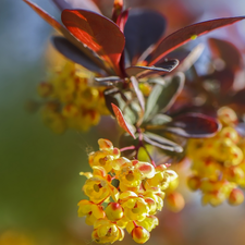 twig, Flowers, barberry, Yellow